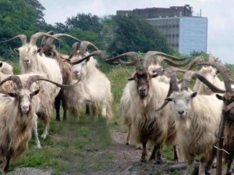 GoFundMe set up to save Waterford's native Bilberry goats