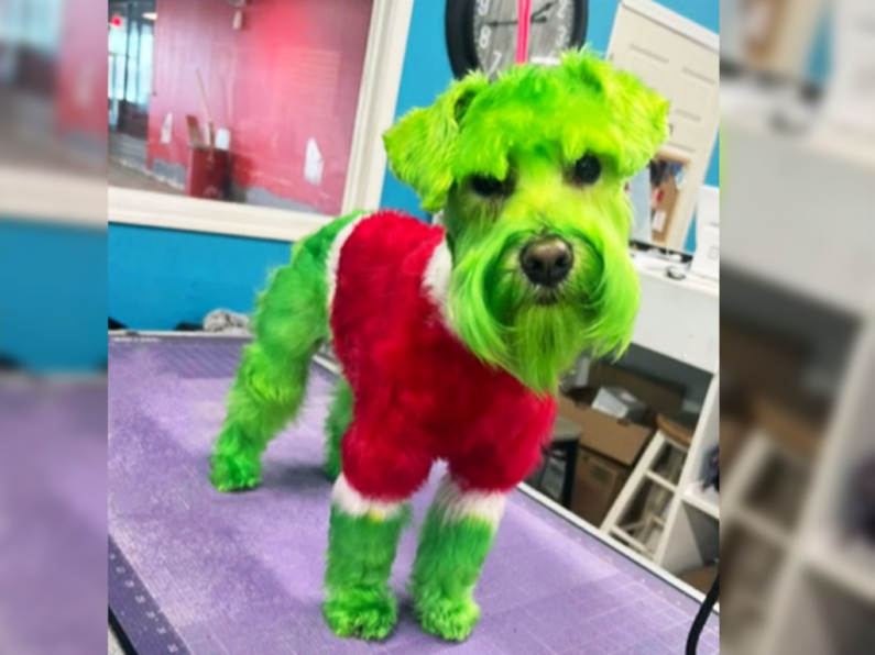 TikToker receives backlash for dyeing pooch green to make him resemble the Grinch