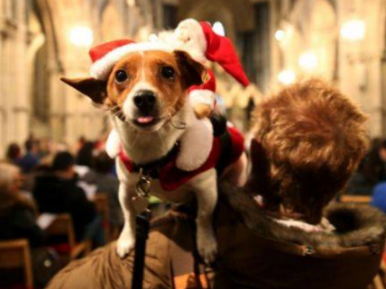 Therapy Dogs blessed at annual Christmas Carol Service