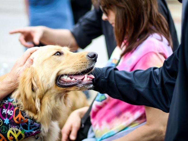 Ireland's biggest dog festival is back for 2024