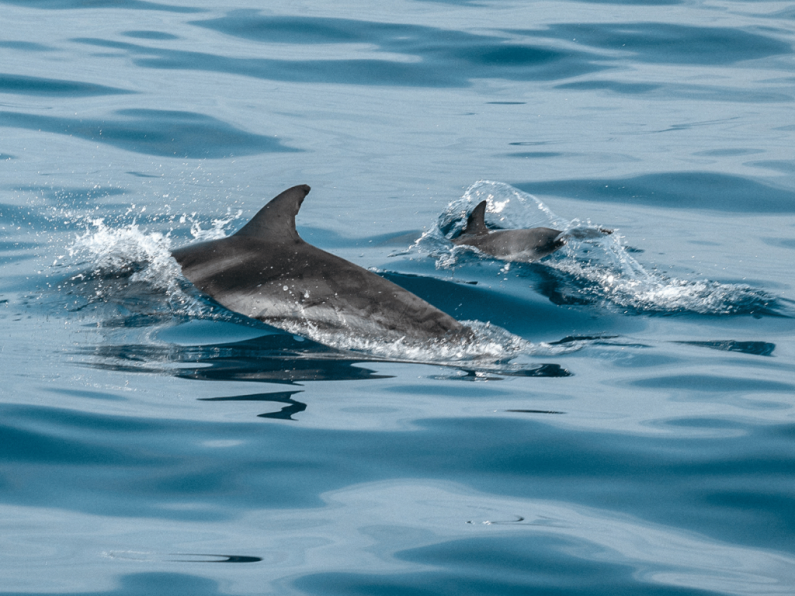 Watch: Dolphin pod spotted along Waterford city stretch of the River Suir