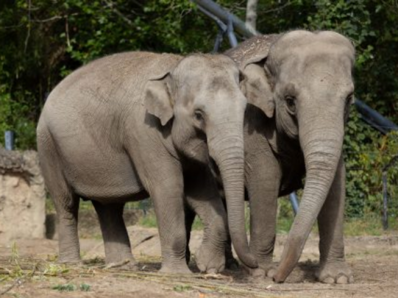 Dublin Zoo elephants 'no longer at risk' following deadly virus outbreak