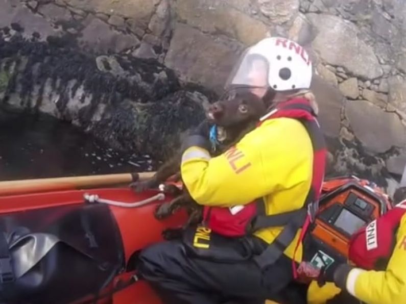 Dog rescued from sea during difficult conditions