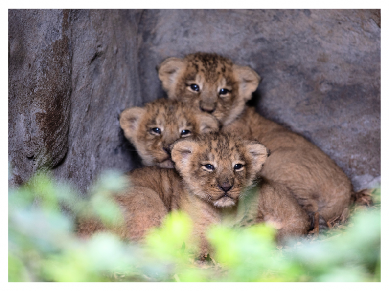 Three endangered lion cubs born at Fota Wildlife