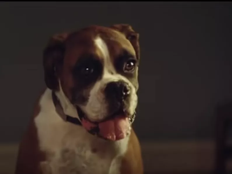 Dog famous for trampoline Christmas ad has passed away