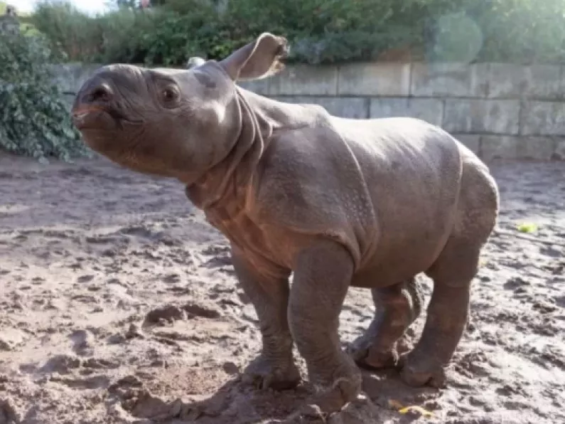 Only baby Indian Rhino in Ireland has finally been named