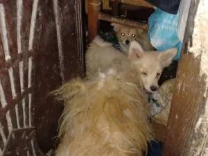 Some of the dogs found in Mary Kelly's farmhouse