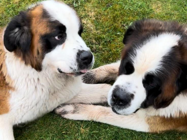 Two dogs missing from Kilkenny village