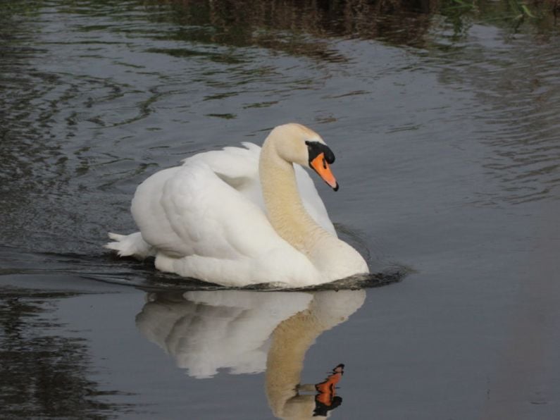 Tipperary farmer convicted and fined for killing swans