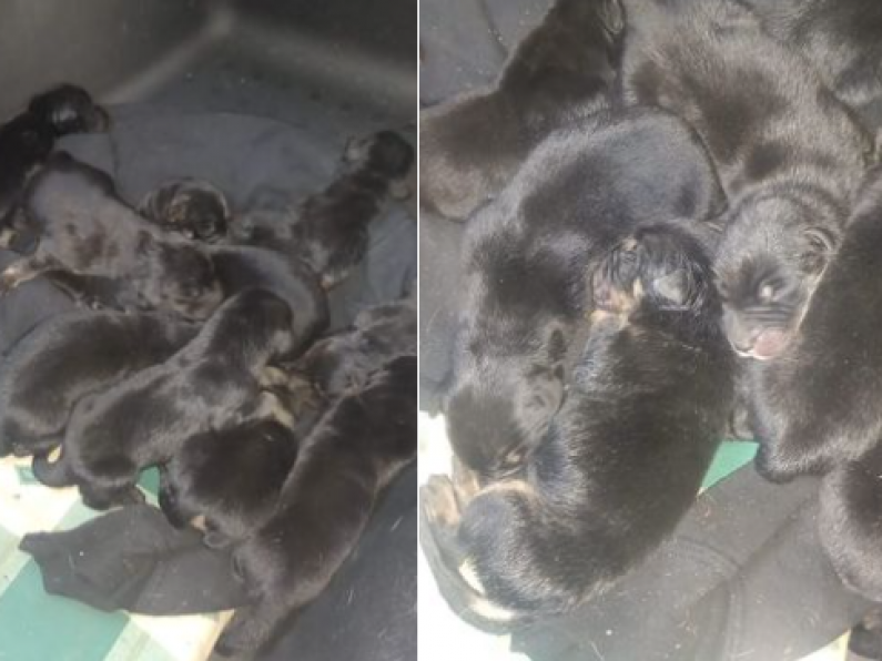 Outrage as 9 puppies found dumped on Mount Leinster
