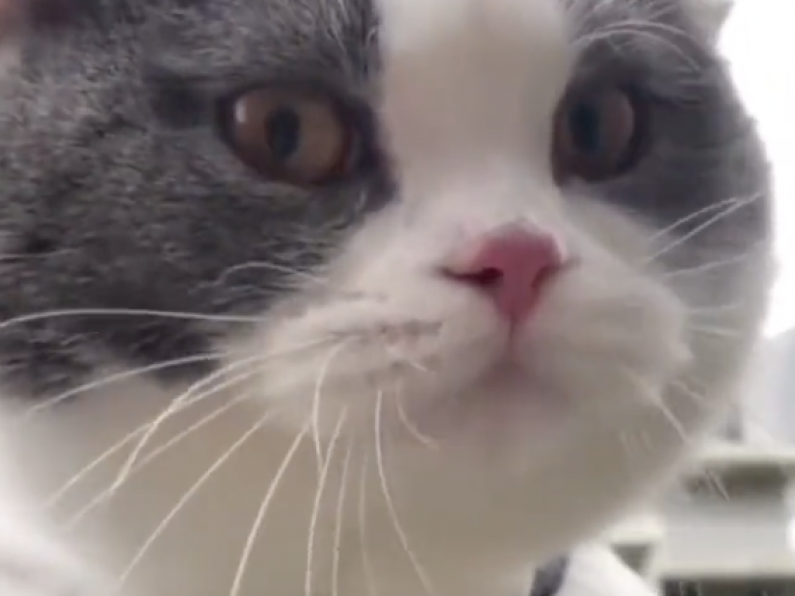 Video shows cat with the 'strongest Cork accent'