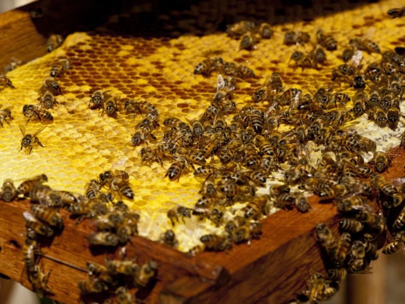 Six people stung to death by killer hybrid bees after bus crashes into hive