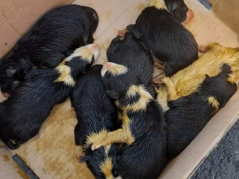 Five puppies found dead in bag in Waterford forest