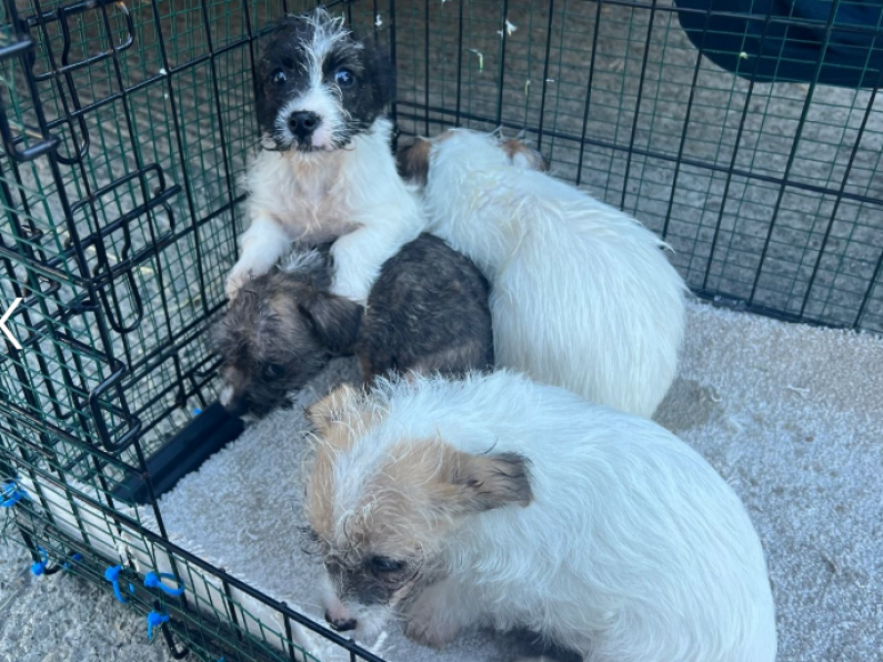 Four puppies found abandoned in freezing conditions