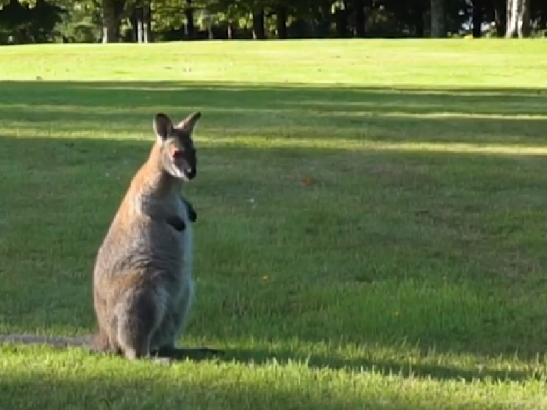 Missing wallaby from Waterford found after almost four months on the run!