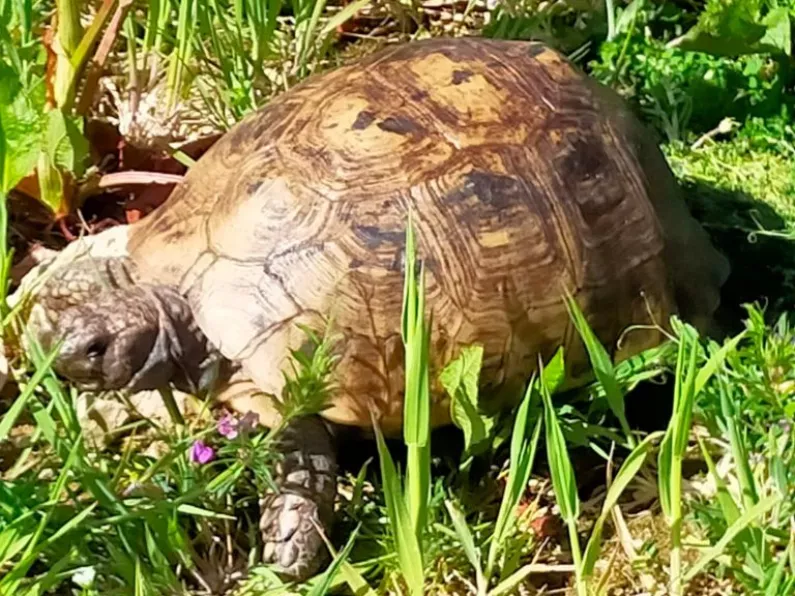 South East family appeal for help in finding missing pet Timmy the Tortoise