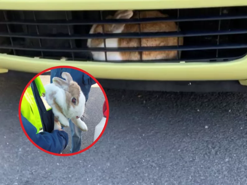 Tipp Gardaí looking for bunny's home as rabbit found in distress