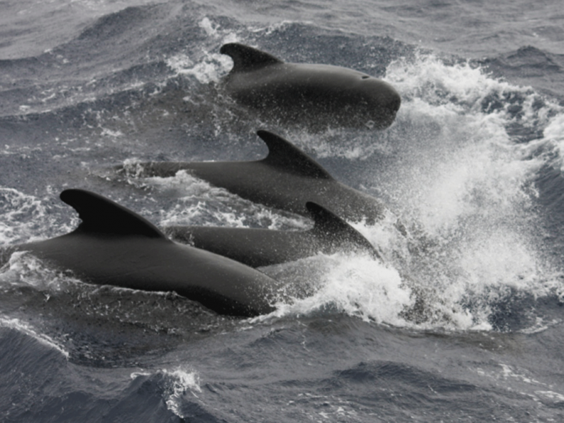 Pod of 20 pilot whales in a 'distressed state' seen in the Waterford Estuary