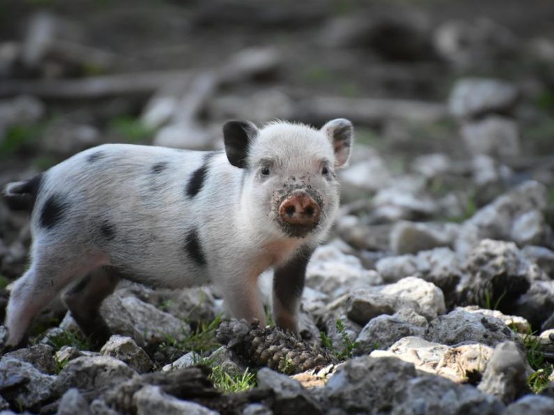 A piglet is doing well after coming through a rehab and alcohol detox programme