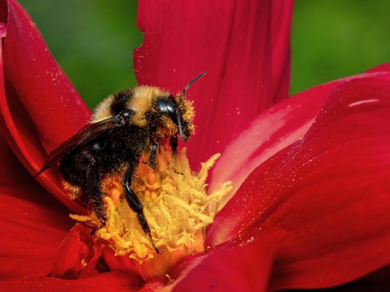 Rare bee found in Carlow after 50 years