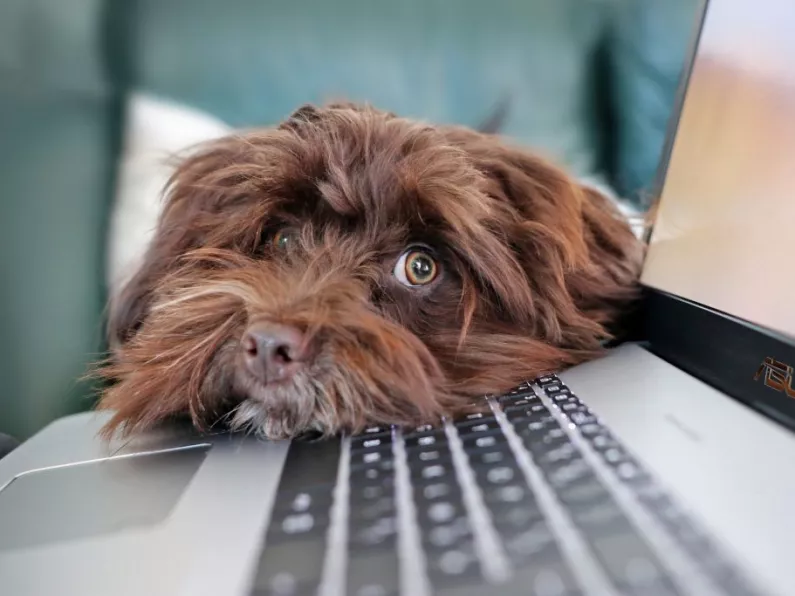Over 70 percent of people want a more dog friendly workplace