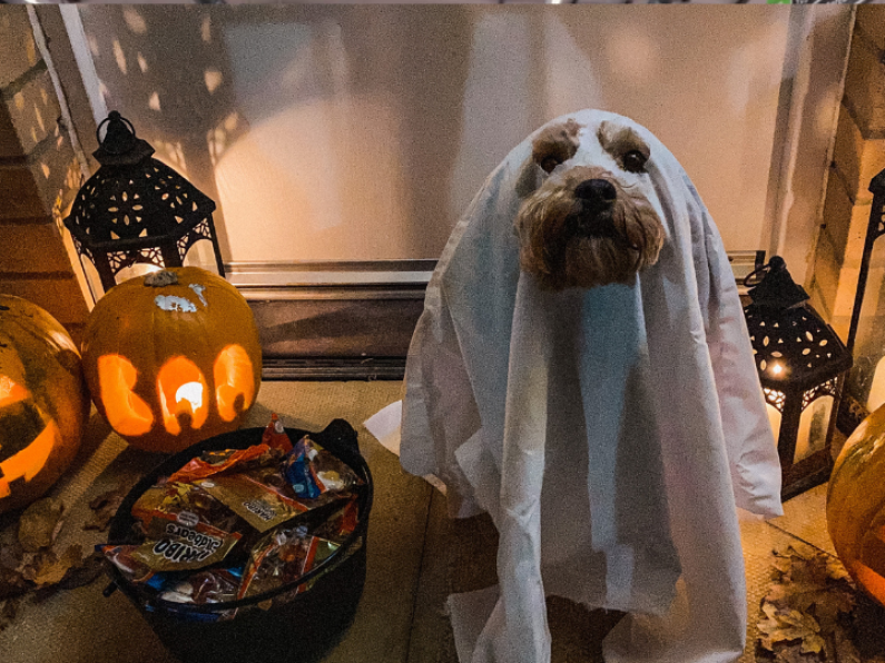 Get your dog to this special Howl'aween party!