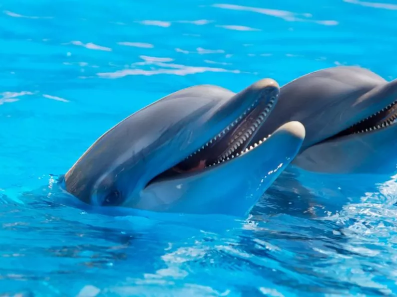Experts find that Dolphins 'have regional accents'