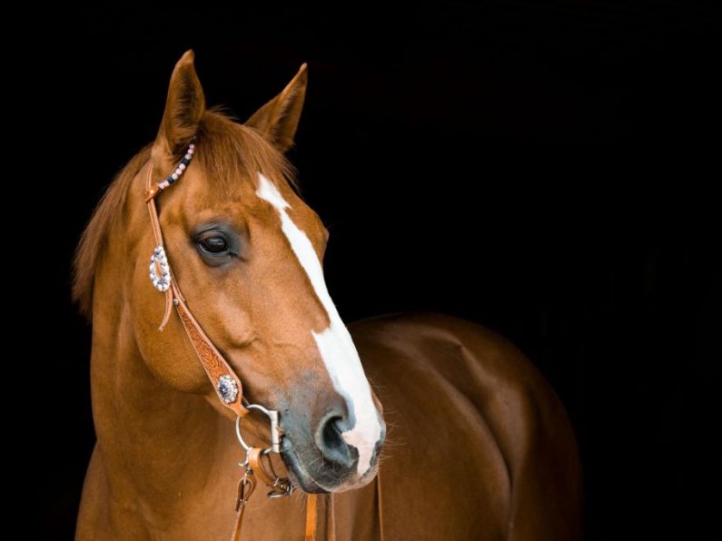 Major funding boost announced for Grennan Equestrian Centre in Kilkenny