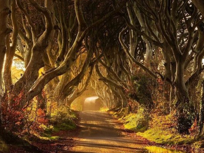 Game of Thrones Dark Hedges to get the chop