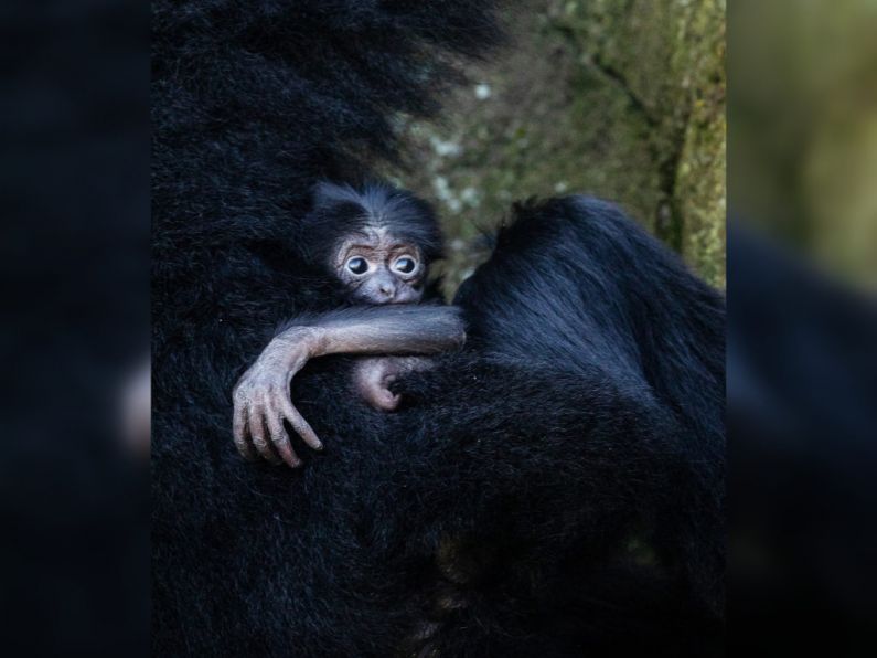 Dublin Zoo welcome rare endangered baby ape
