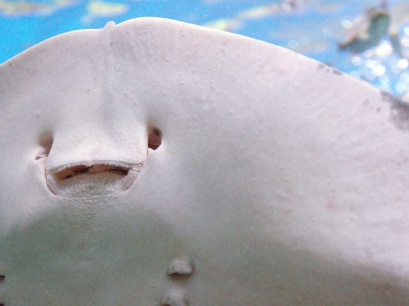 Stingray pregnant 8 years after last Male encounter