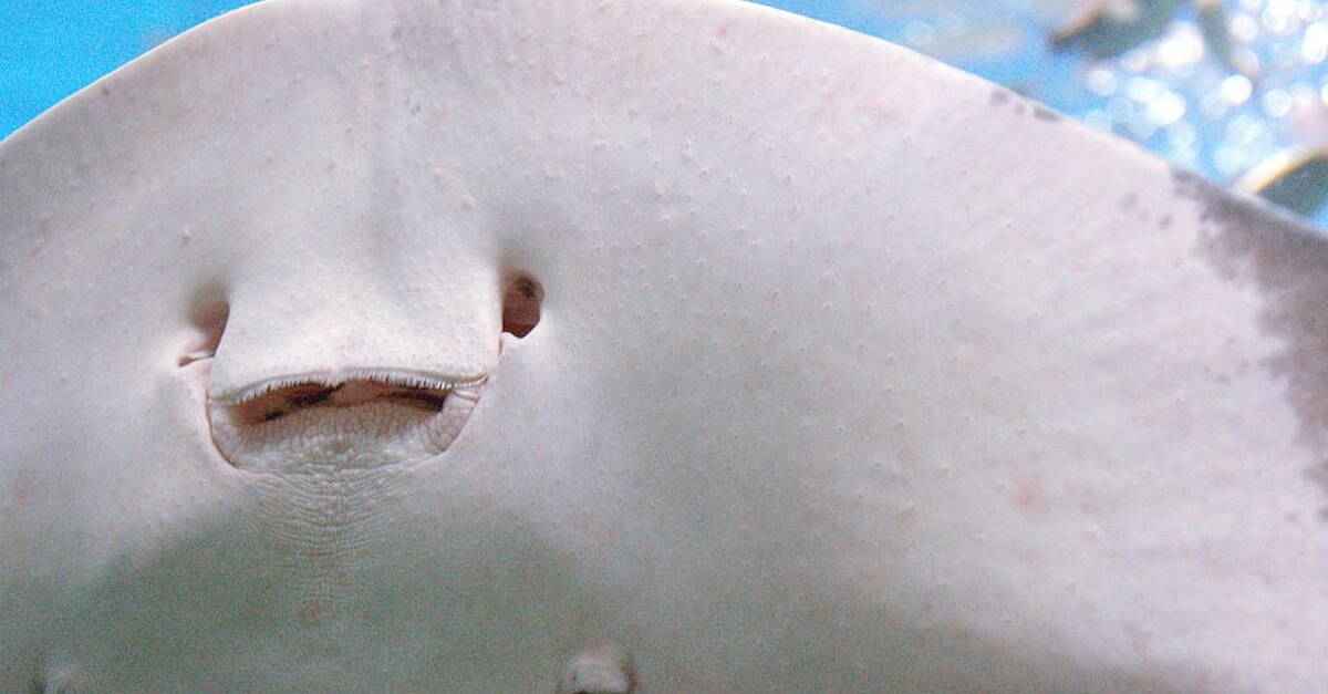 Stingray pregnant 8 years after last Male encounter - Vimarsana News