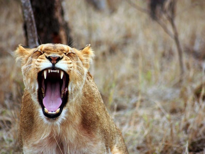 Search underway for lioness missing in city
