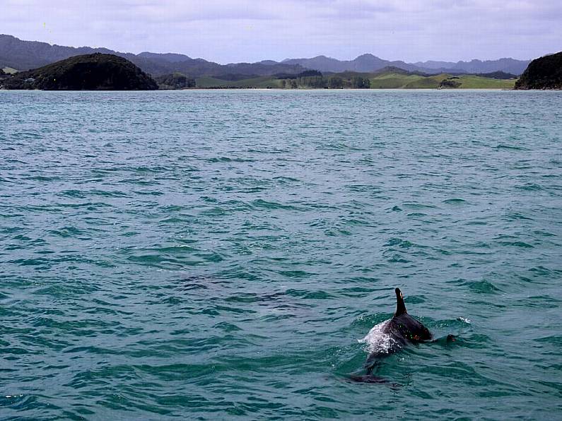 Increase in number of dolphins dying of starvation in Ireland