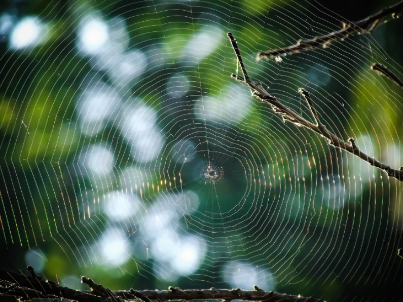 Here's why you shouldn't kill spiders in your home