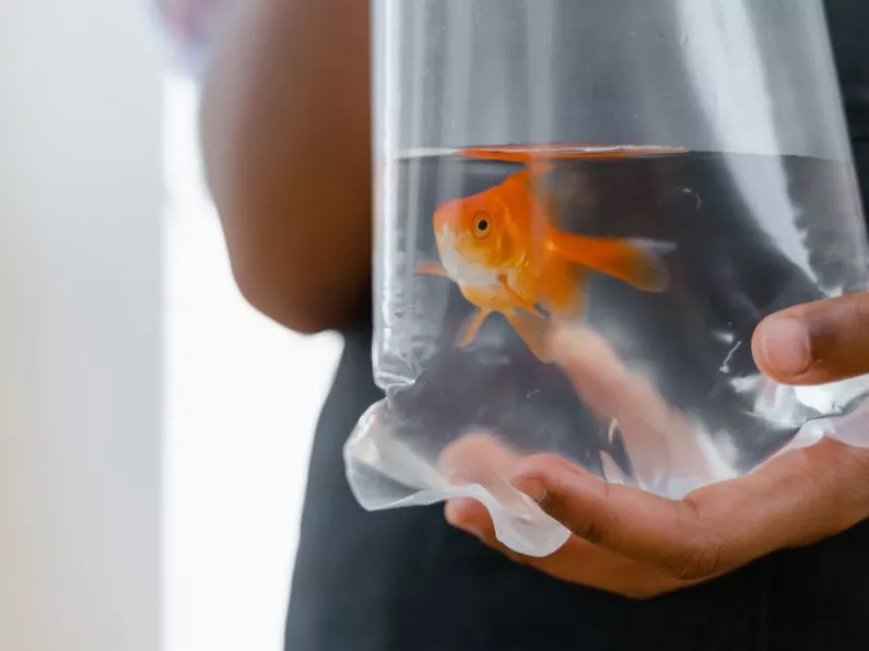 WATCH: Scientists teach goldfish to drive in crazy experiment