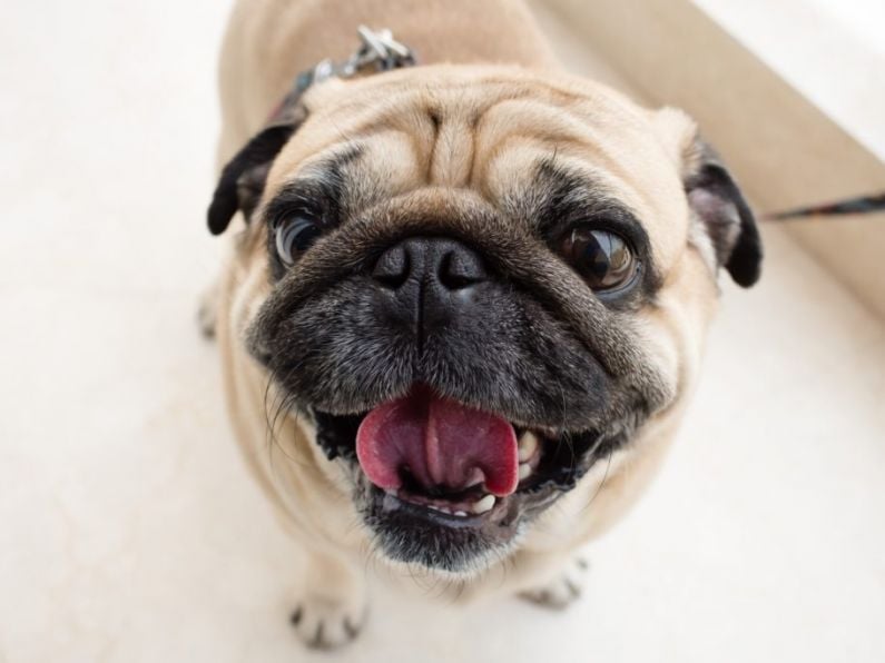 Pugs 'no longer considered dogs' as vets warn people against choosing them
