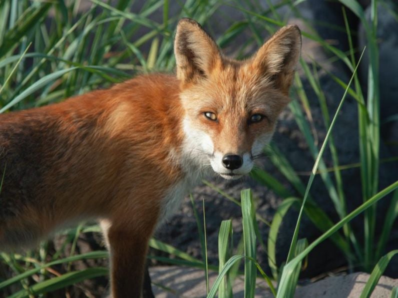 Staff at Leinster House urged to keep windows shut as fox urinates in office