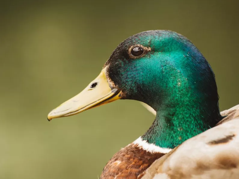 Dad fined €180 for 'feeding ducks' on canal walk