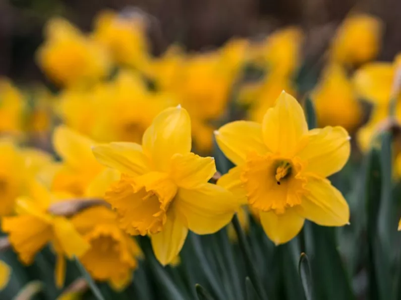 Over 1,000 daffodils removed from play park as fear children will eat them
