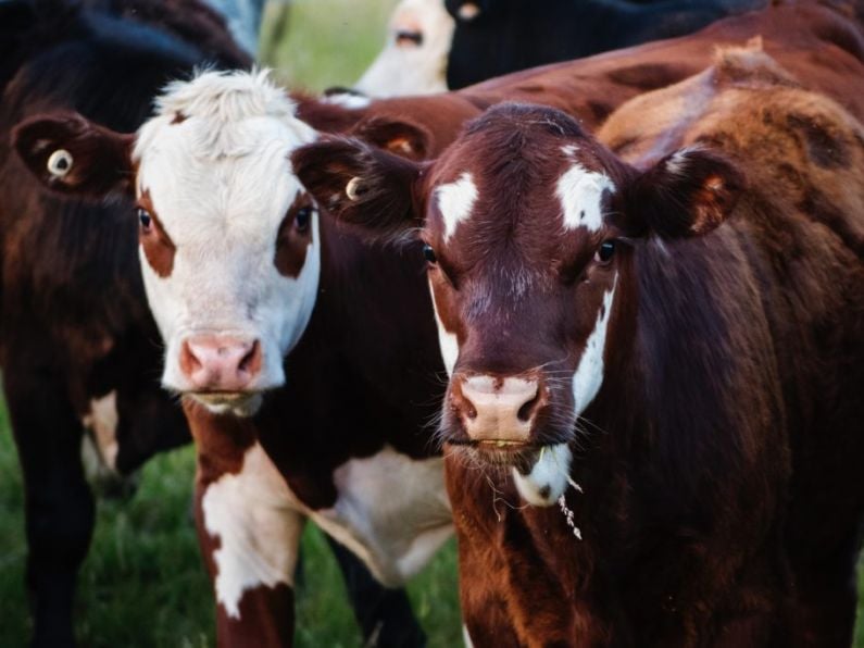 'Cow spooked by a dog' fatally injured Irish Farmer