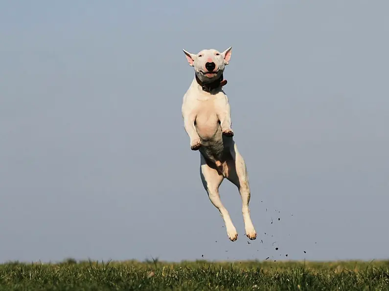 Fines for dog owners to double to €5,000 under new canine controls