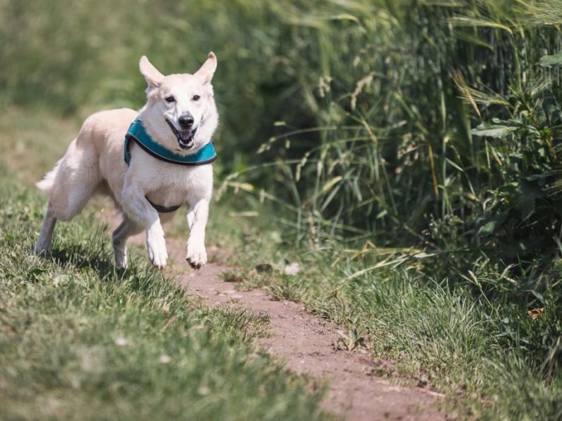 Dog laws to be tightened following Wexford pitbull attack