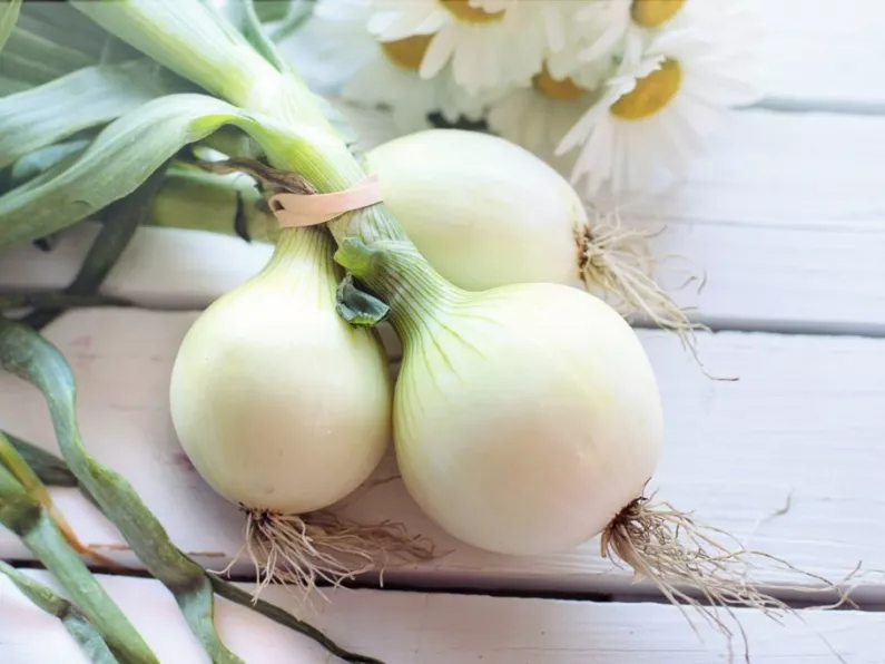 Supermarket to start selling onions that WON'T make you cry!
