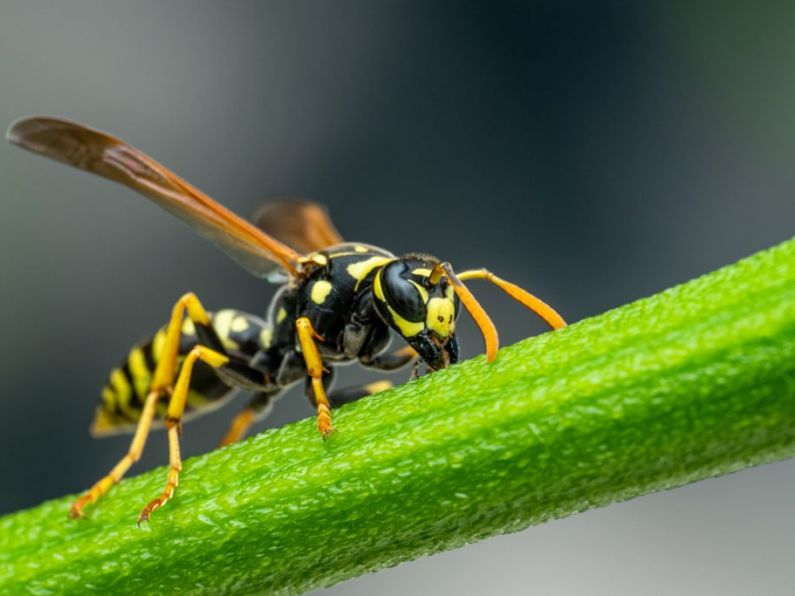 Heatwave to drive 'plague of wasps' across the South East