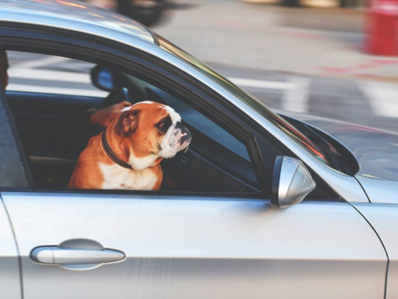 Pet insurer says dogs should never stick their heads out of car windows