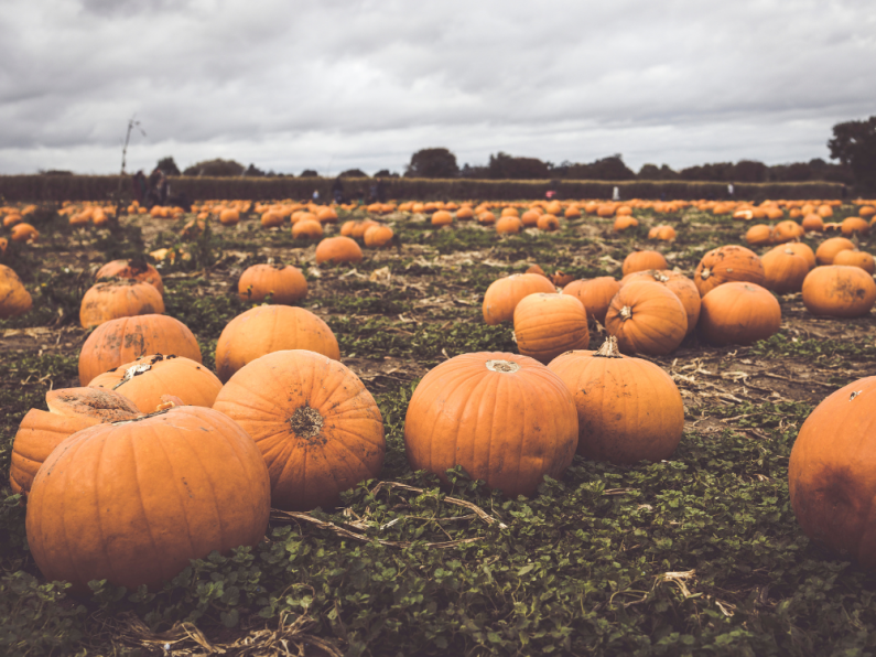 The best pumpkin patches in the South East