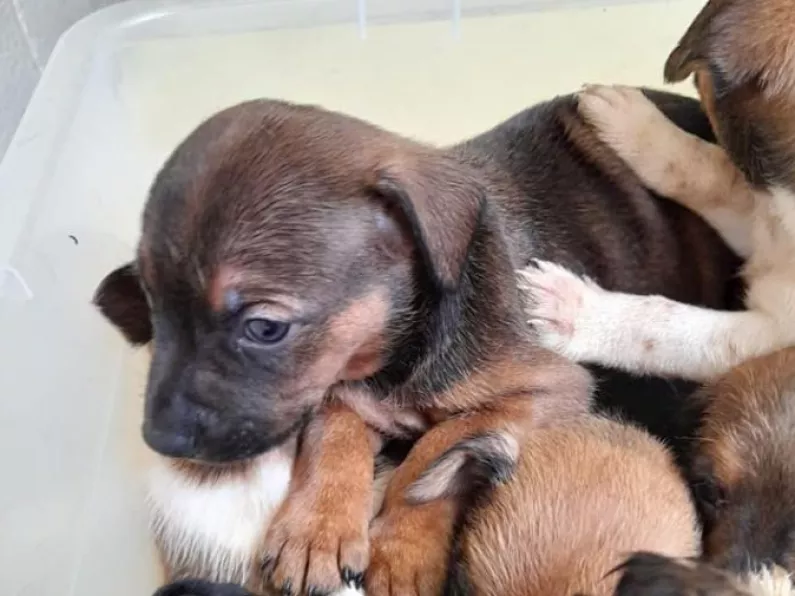 13 puppies found in a black bag in Wexford