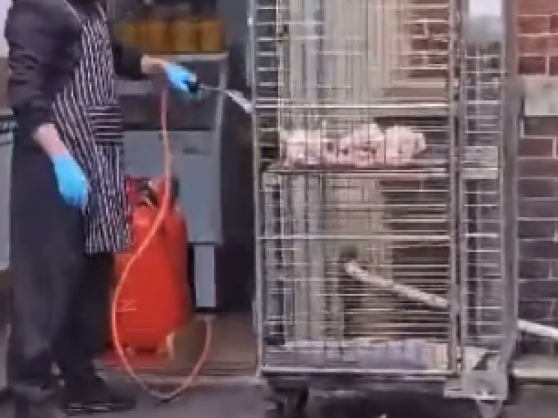 Video shows takeaway worker blow-torching raw chicken in dirty alleyway