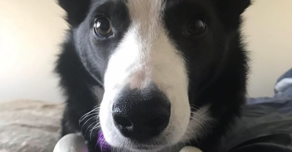 Waterford couple's bid to get their dog to France for life-saving surgery - Vimarsana News